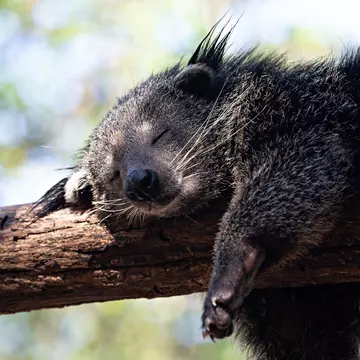 Close-up of a bearcat (Binturong or Arctictis Binturong) sleeping on a branc
