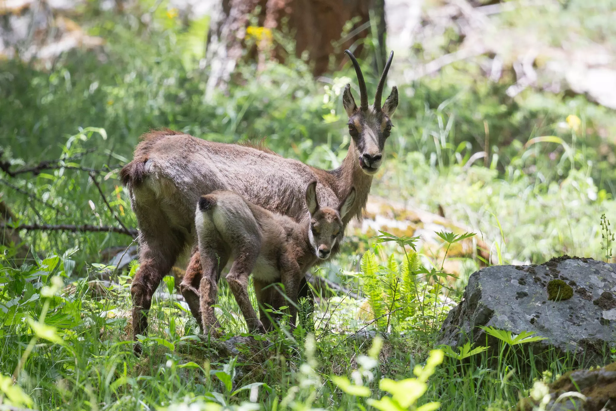 Chamois at Écrins national park at the mountain path to mountain refuge Sele near Ailefroide.