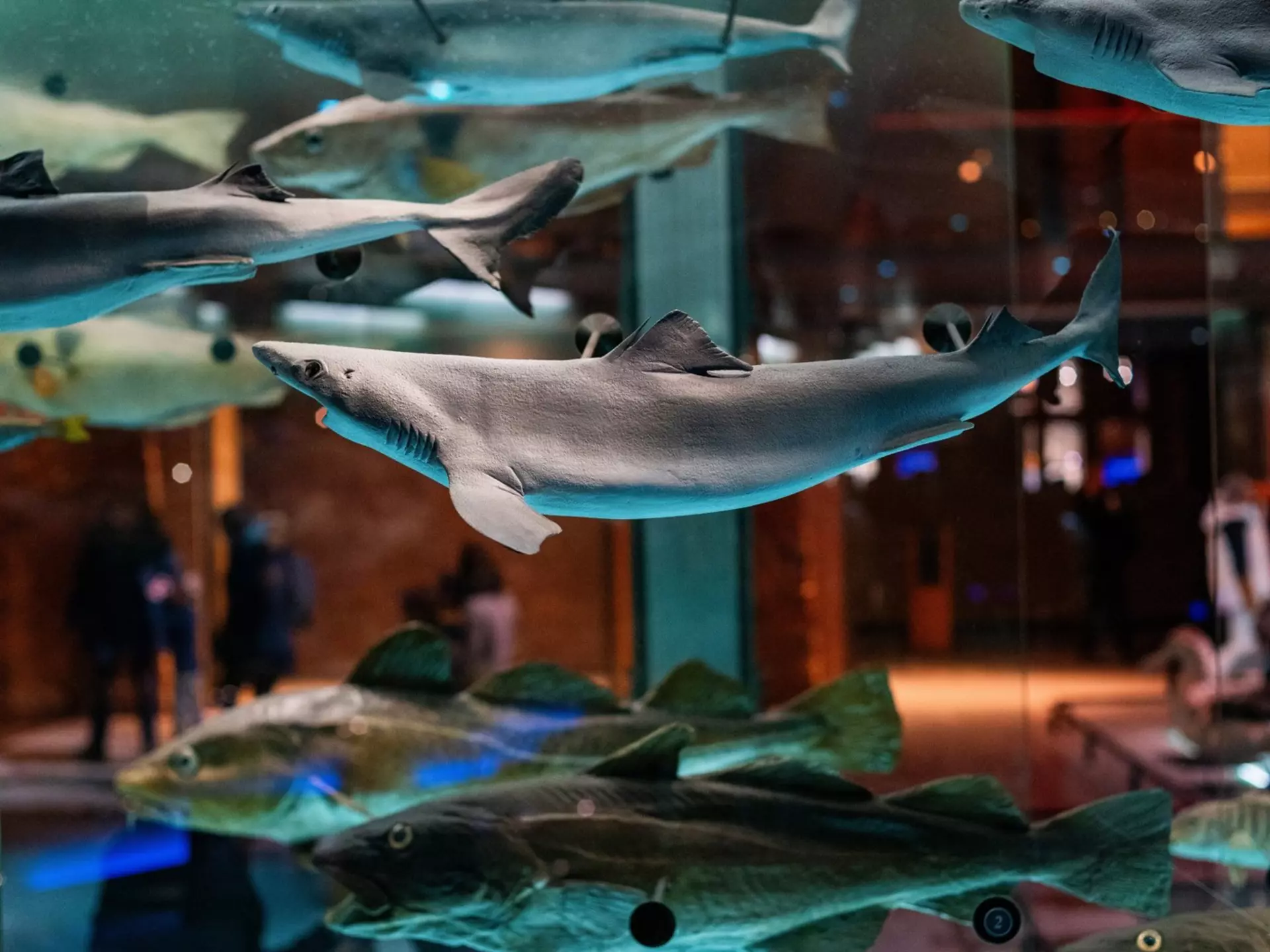 Illustration of the wildlife garden ©Feilden Fowles and J & L Gibbons