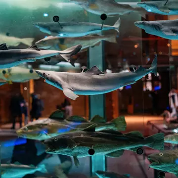 Illustration of the wildlife garden ©Feilden Fowles and J & L Gibbons