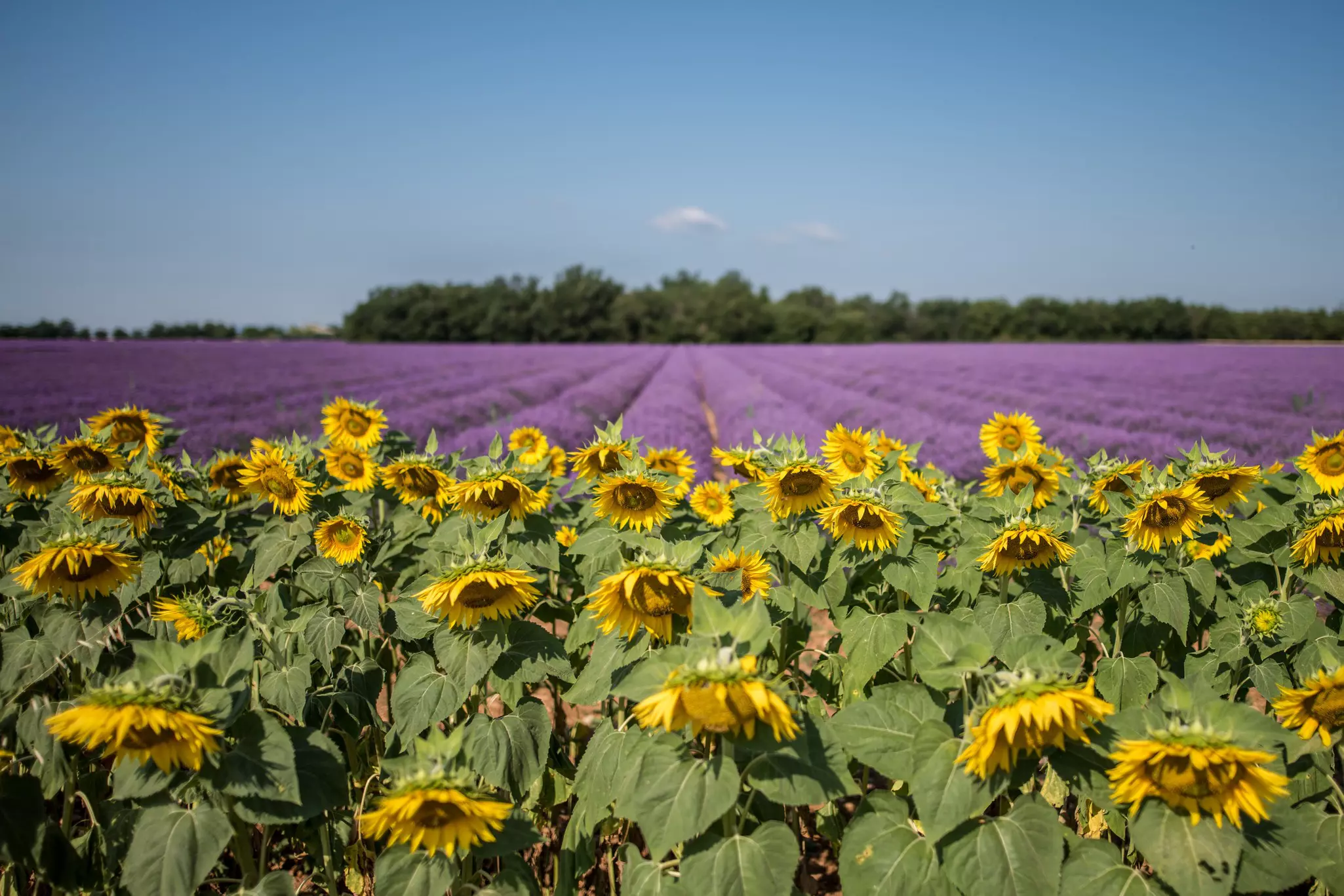 Sunflowers and lavender fields under blue sky