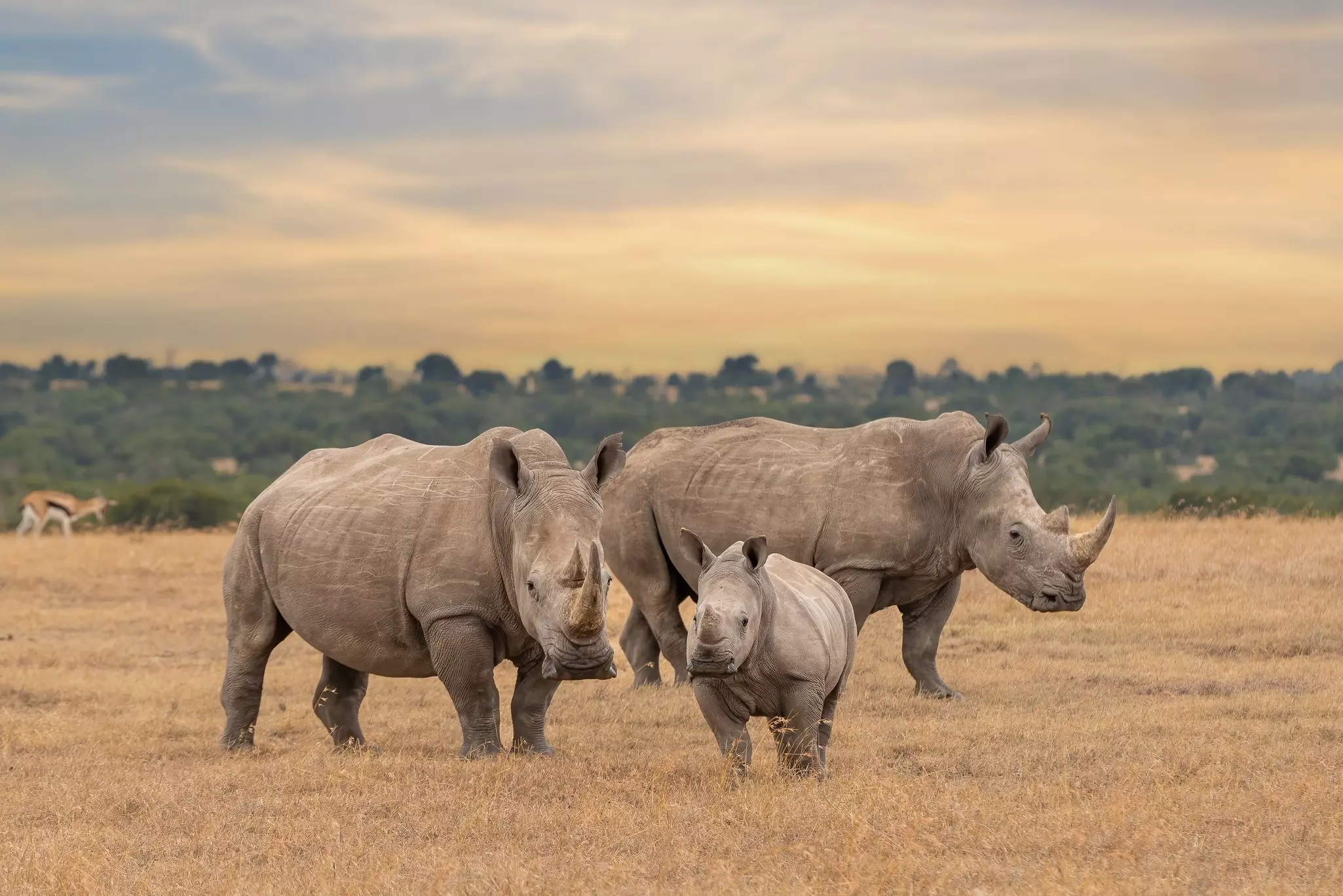 White rhino family during the sunset, square-lipped rhinoceros, Ceratotherium simum, Ol Pejeta Conservancy, Kenya, East Africa.
