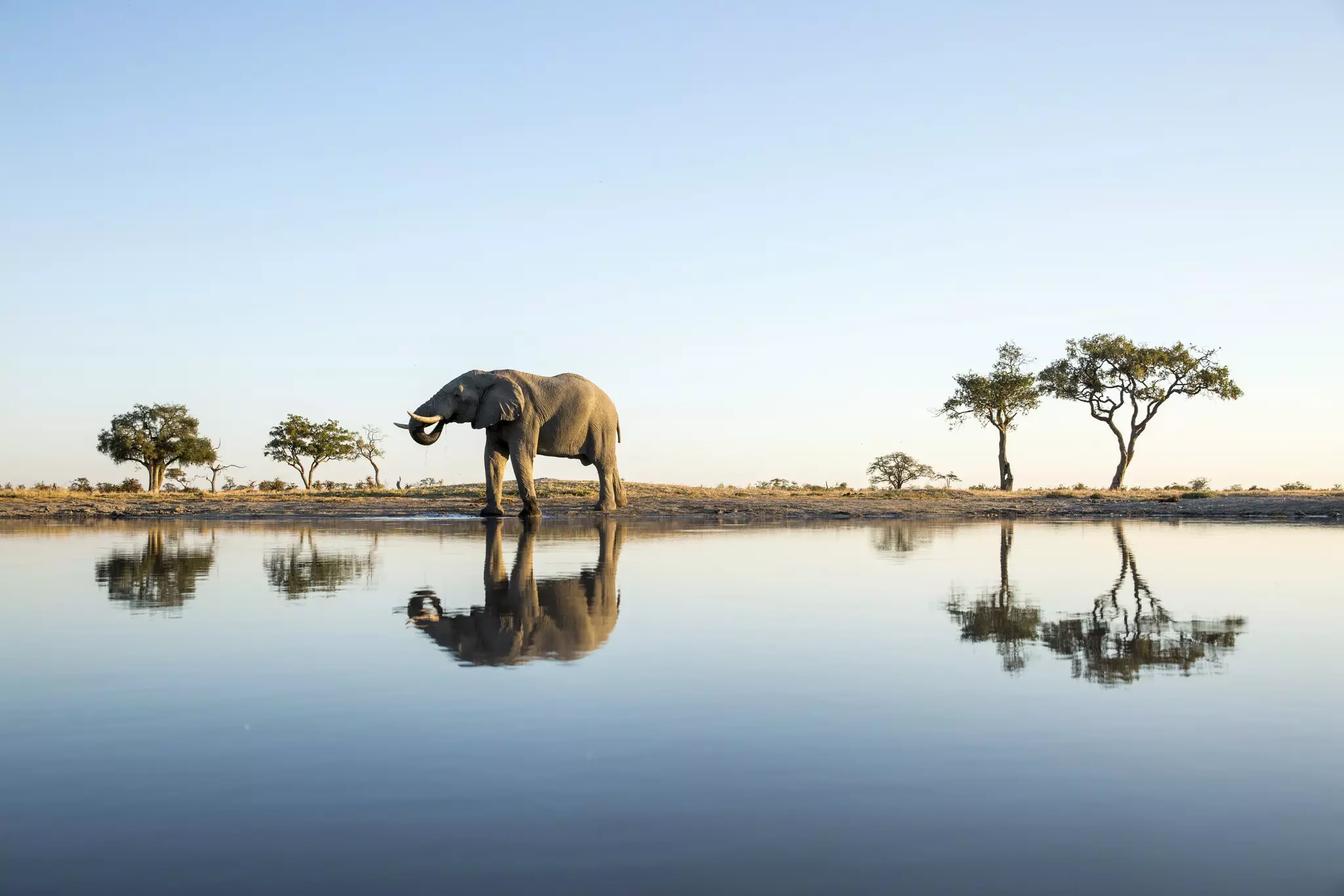 A large elephant drinking from a water hole that reflects the elephant, the trees and the sky above.