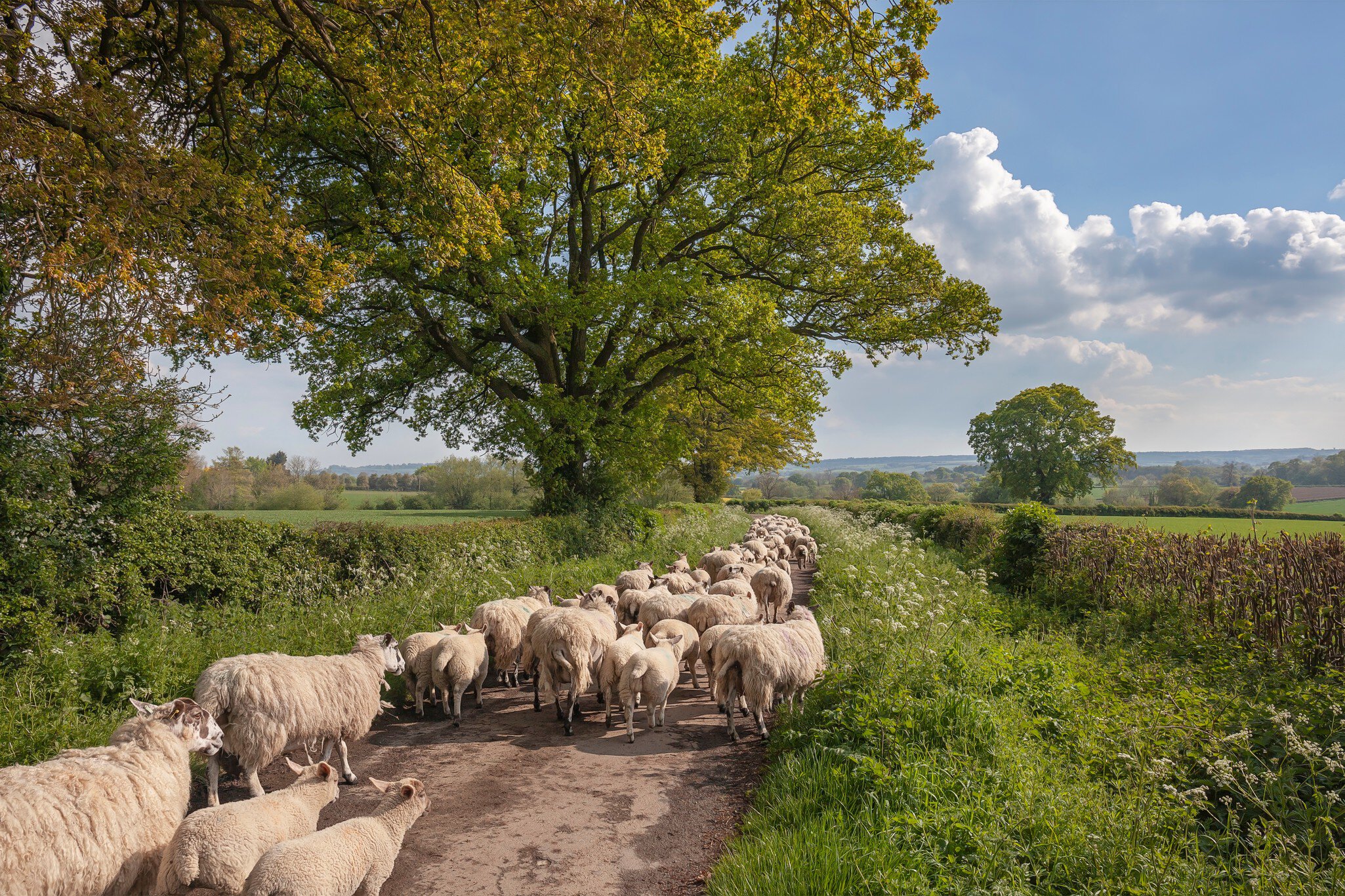 Sheep on a lane in the Cotswolds, England