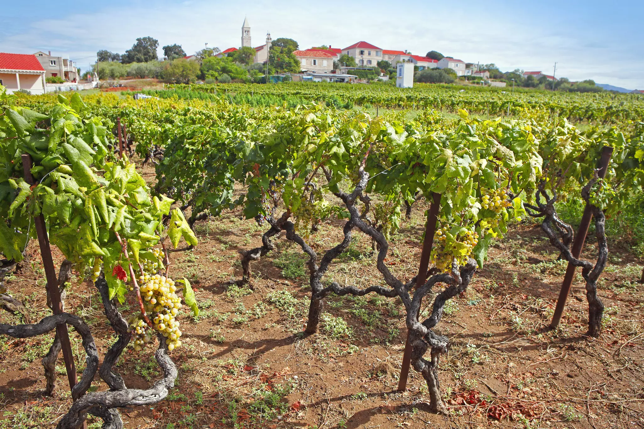Green grapevines and clusters of grapes in the foreground, with low buildings with red roofs in the background.