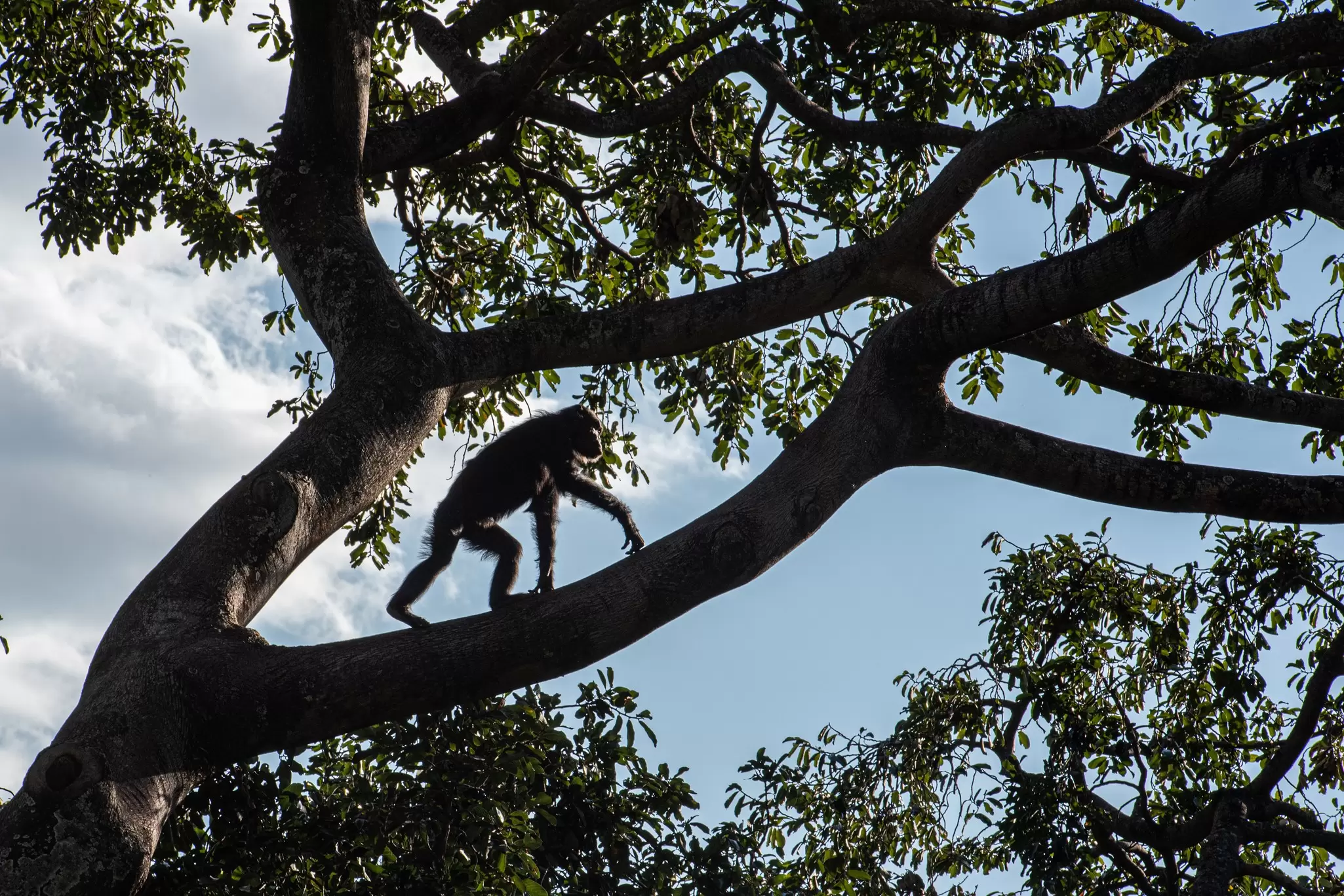 Chimpanzees in Gombe National Park. Paco Forriol/Shutterstock