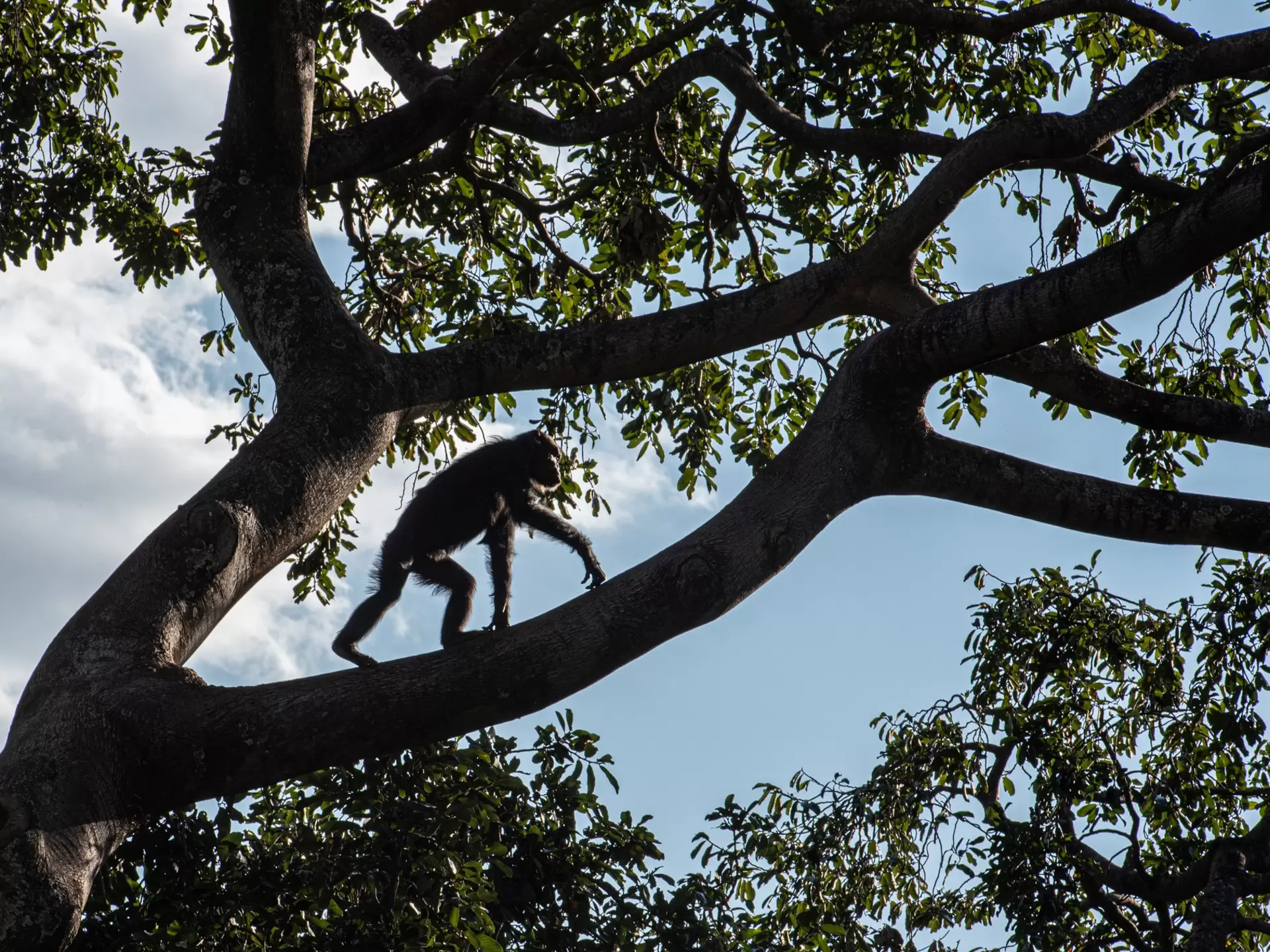 A chimpanzee is seen in silhouette walking on the branch of a tree, Gombe National Park, Tanzania 