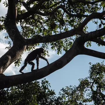 A chimpanzee is seen in silhouette walking on the branch of a tree, Gombe National Park, Tanzania 