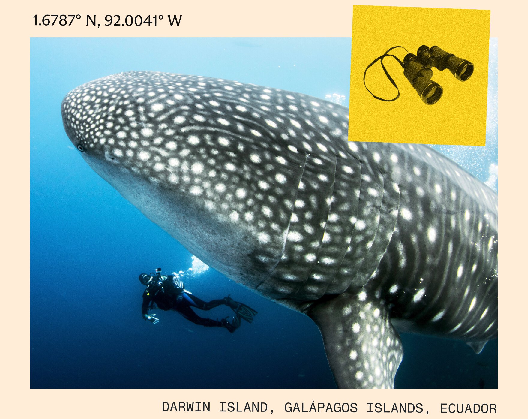 Whale shark in the Galápagos Islands, Ecuador