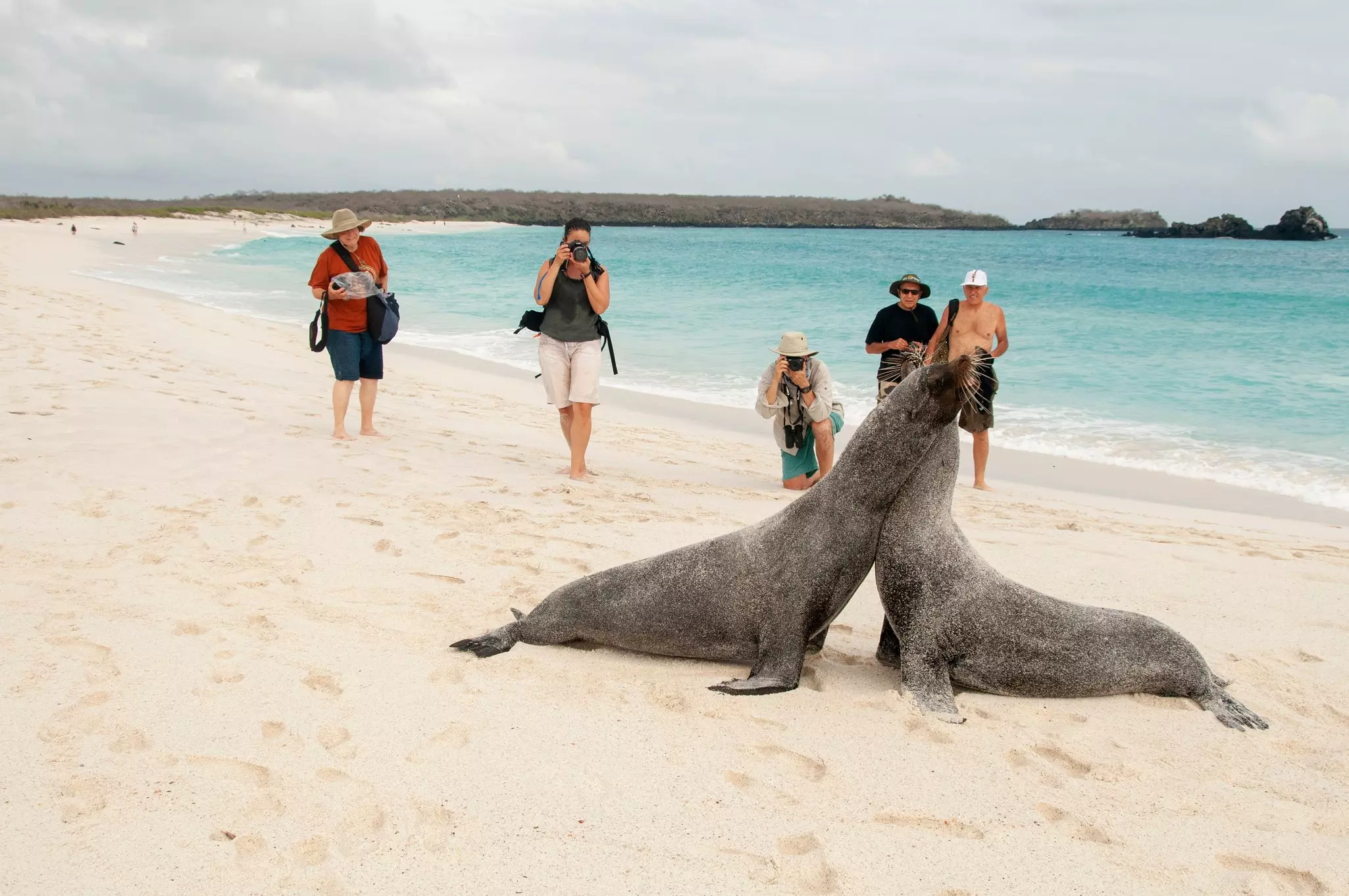 Visitors photograph sea lions on a beach in the Galápagos Islands. 