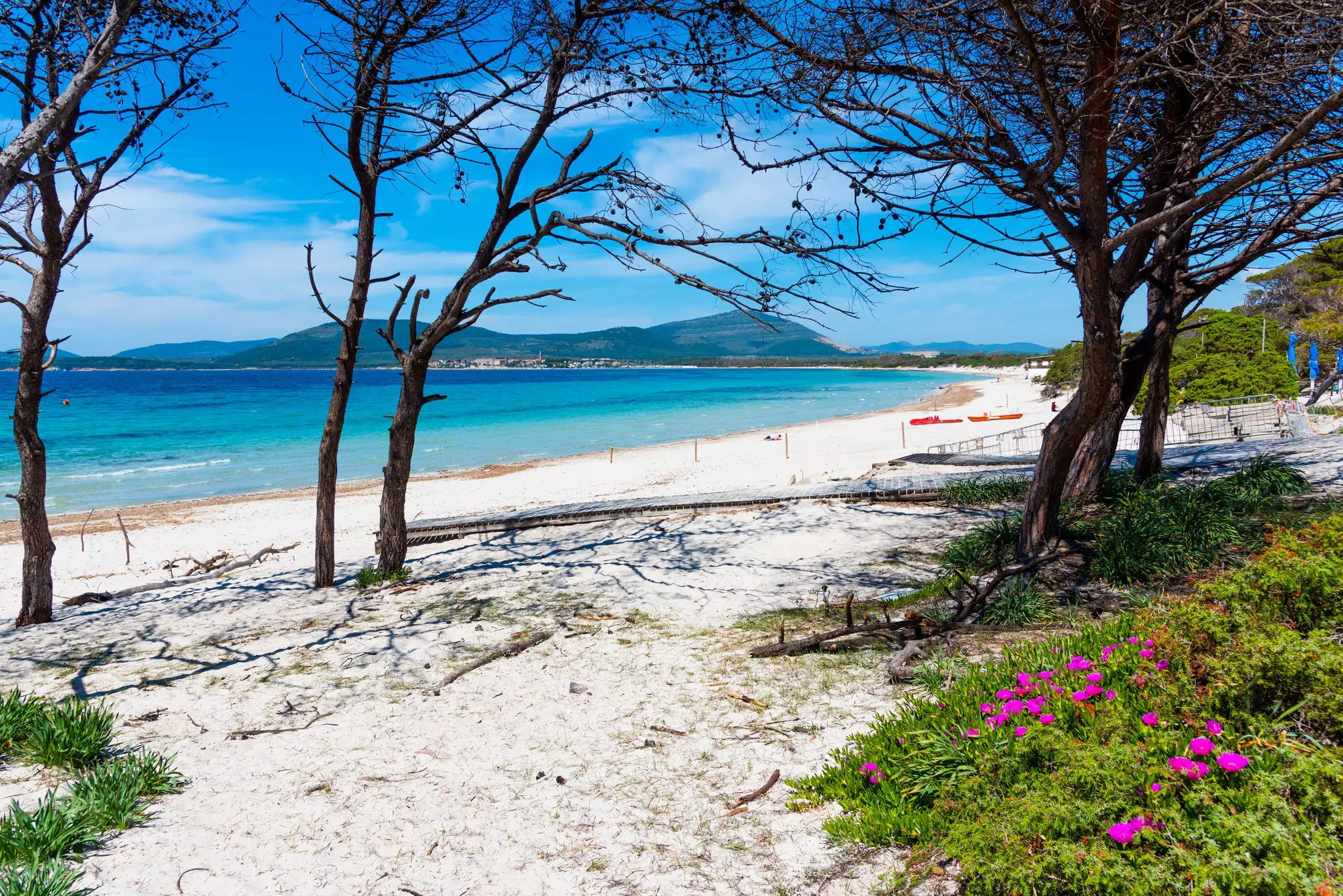 Pink flowers and white sand in Maria Pia beach in Alghero. Sardinia, Italy, License Type: media, Download Time: 2025-08-28T20:34:44.000Z, User: tasminwaby56, Editorial: false, purchase_order: 65050 - Digital Destinations and Articles, job: online editorial, client: TTD Alghero, Sardinia, other: Tasmin Waby
