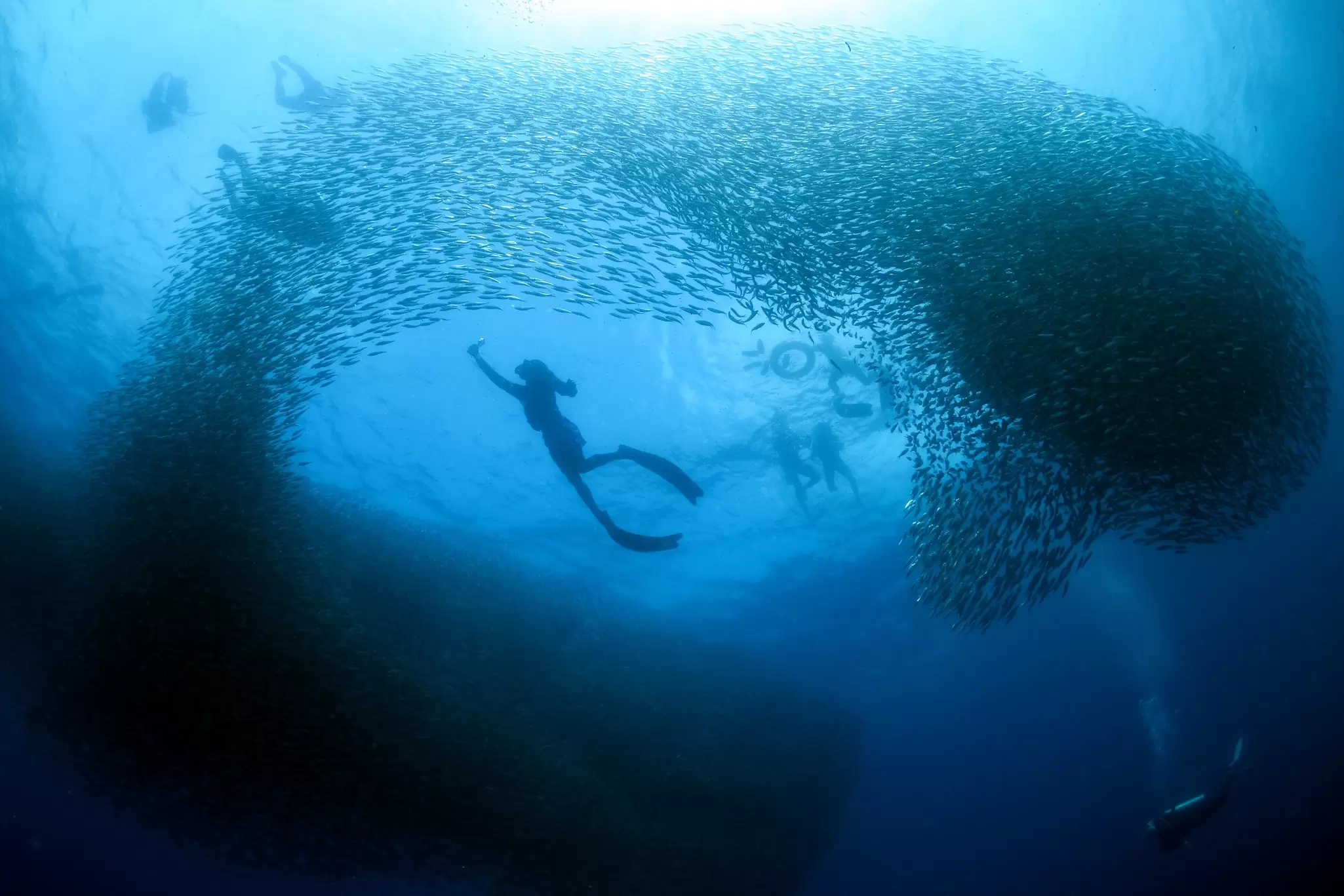 Diving with the sardines in Moalboal. Simon Shin kwangsig / Shutterstock