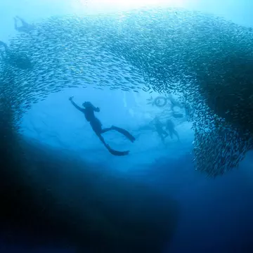 Diving with the sardines in Moalboal. Simon Shin kwangsig / Shutterstock