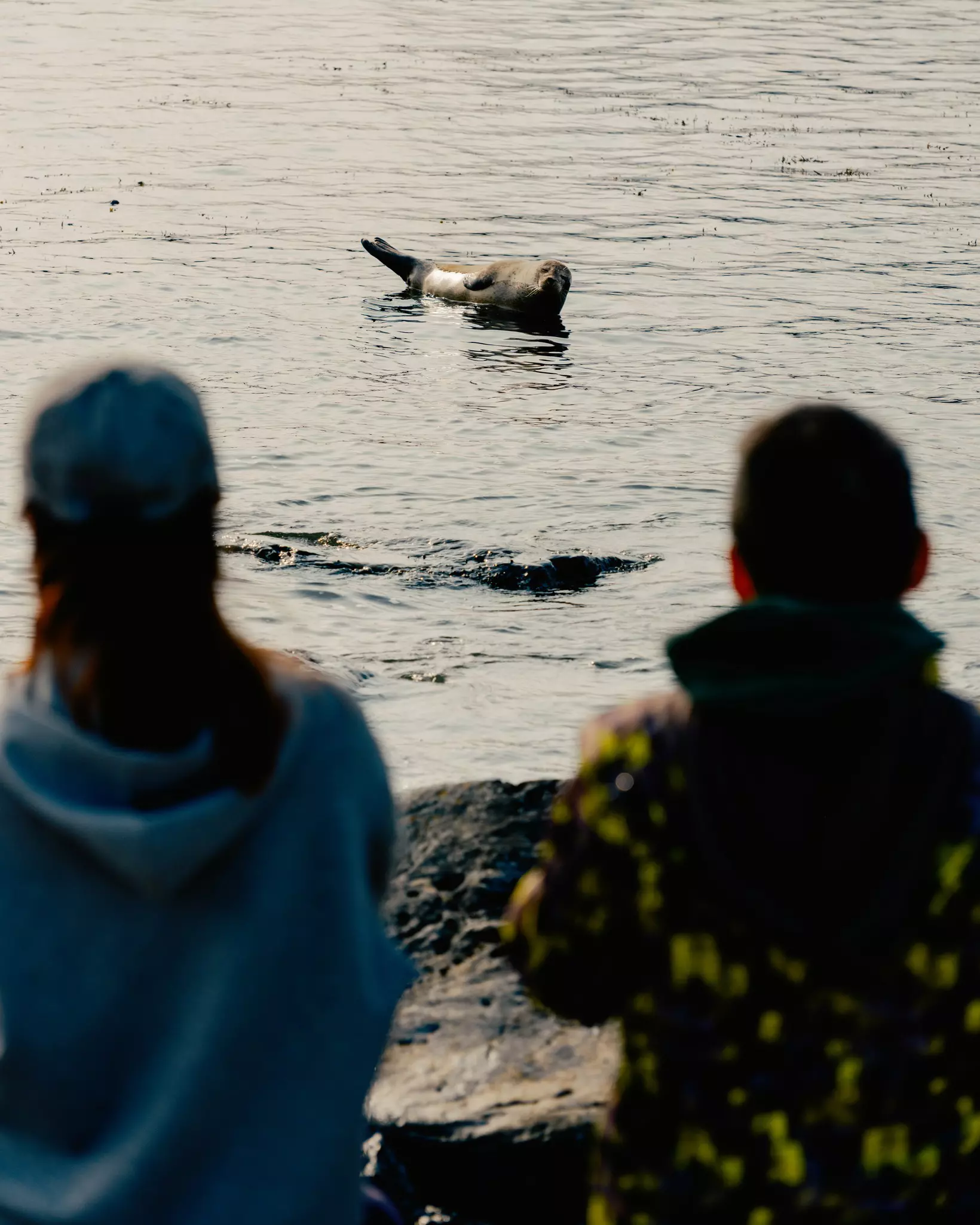 A seal off Ytri Tunga beach