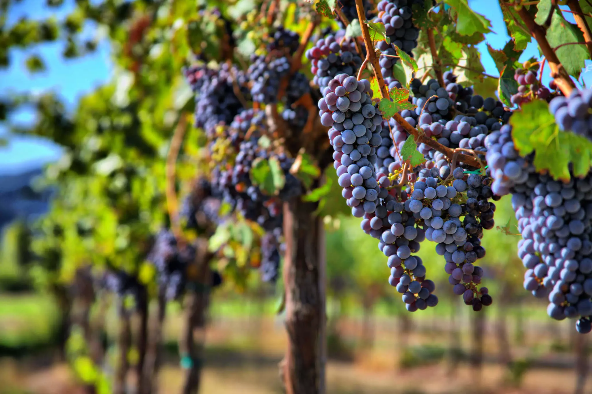 Merlot grapes on the vine in vineyard © Sherri R. Camp / Shutterstock