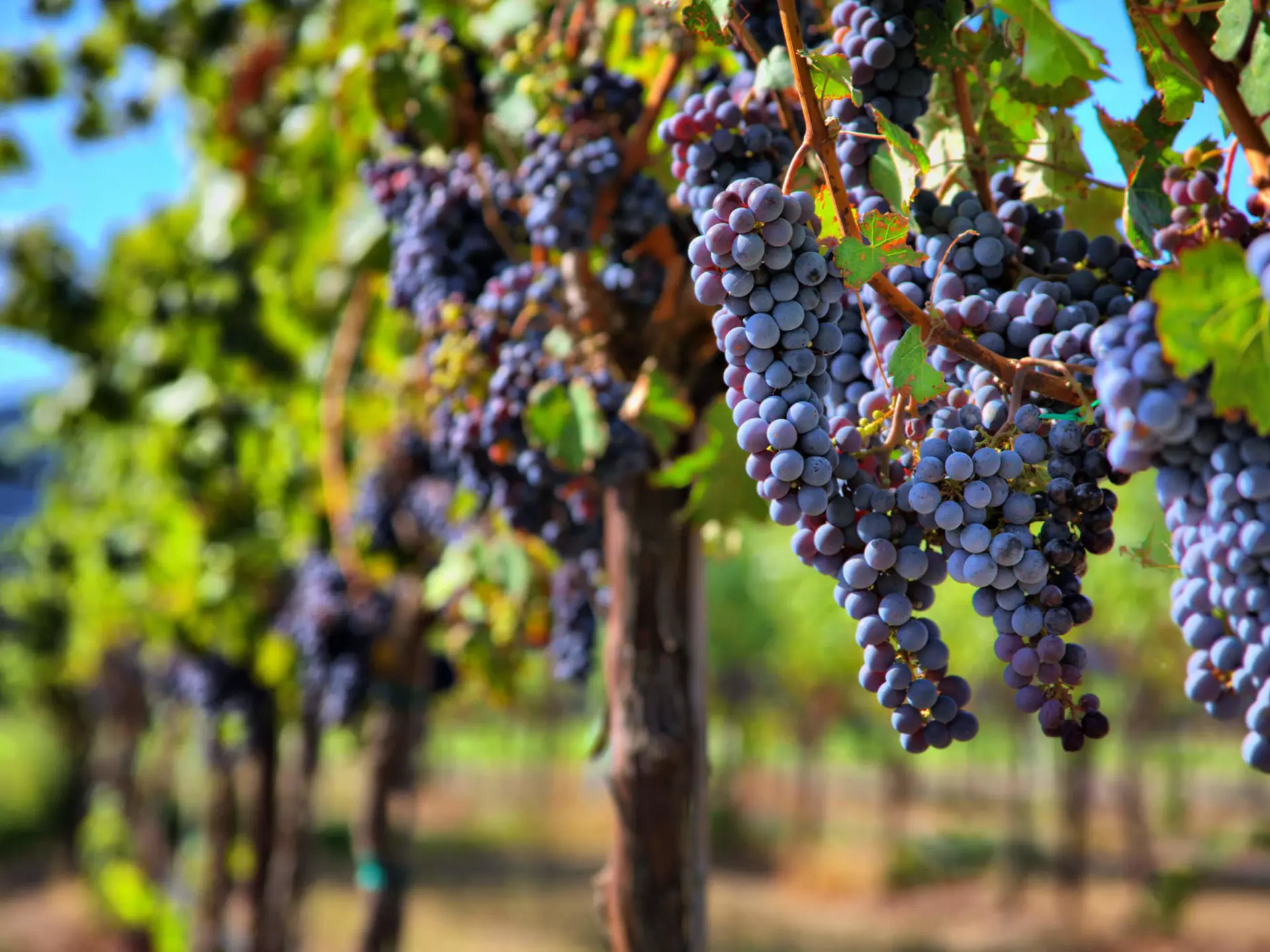 Merlot grapes on the vine in vineyard © Sherri R. Camp / Shutterstock