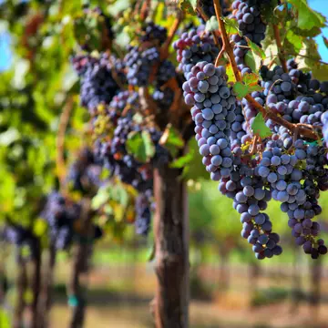 Merlot grapes on the vine in vineyard © Sherri R. Camp / Shutterstock