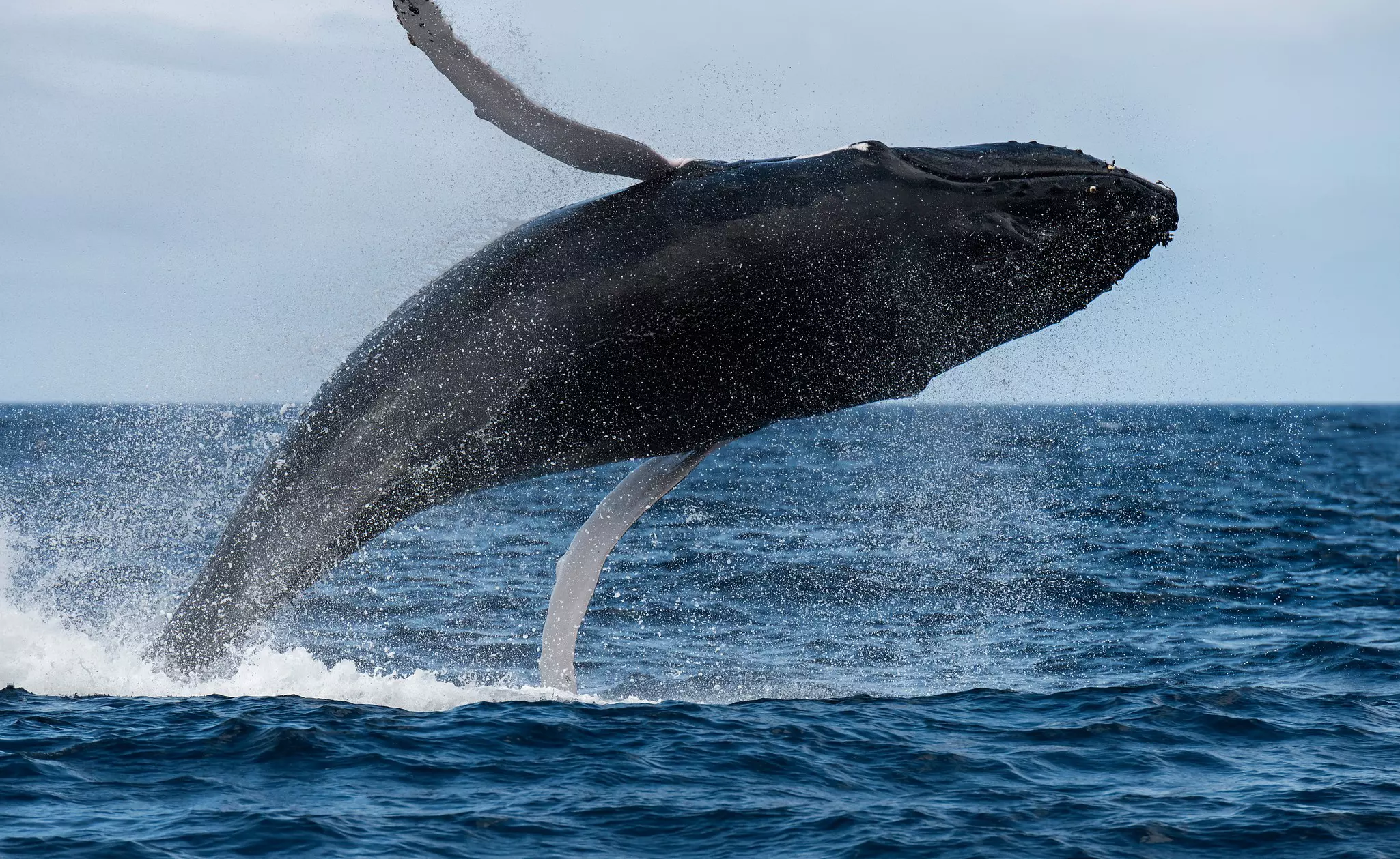 Large humpback whale breaching out of a blue ocean, its whole body except tail visible above the water on a parly sunny day.