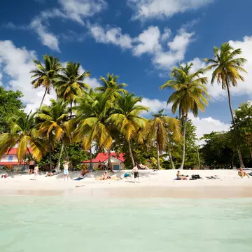 A view from the water of people relaxing on a white-sand beach fringed by palm trees in Martinque