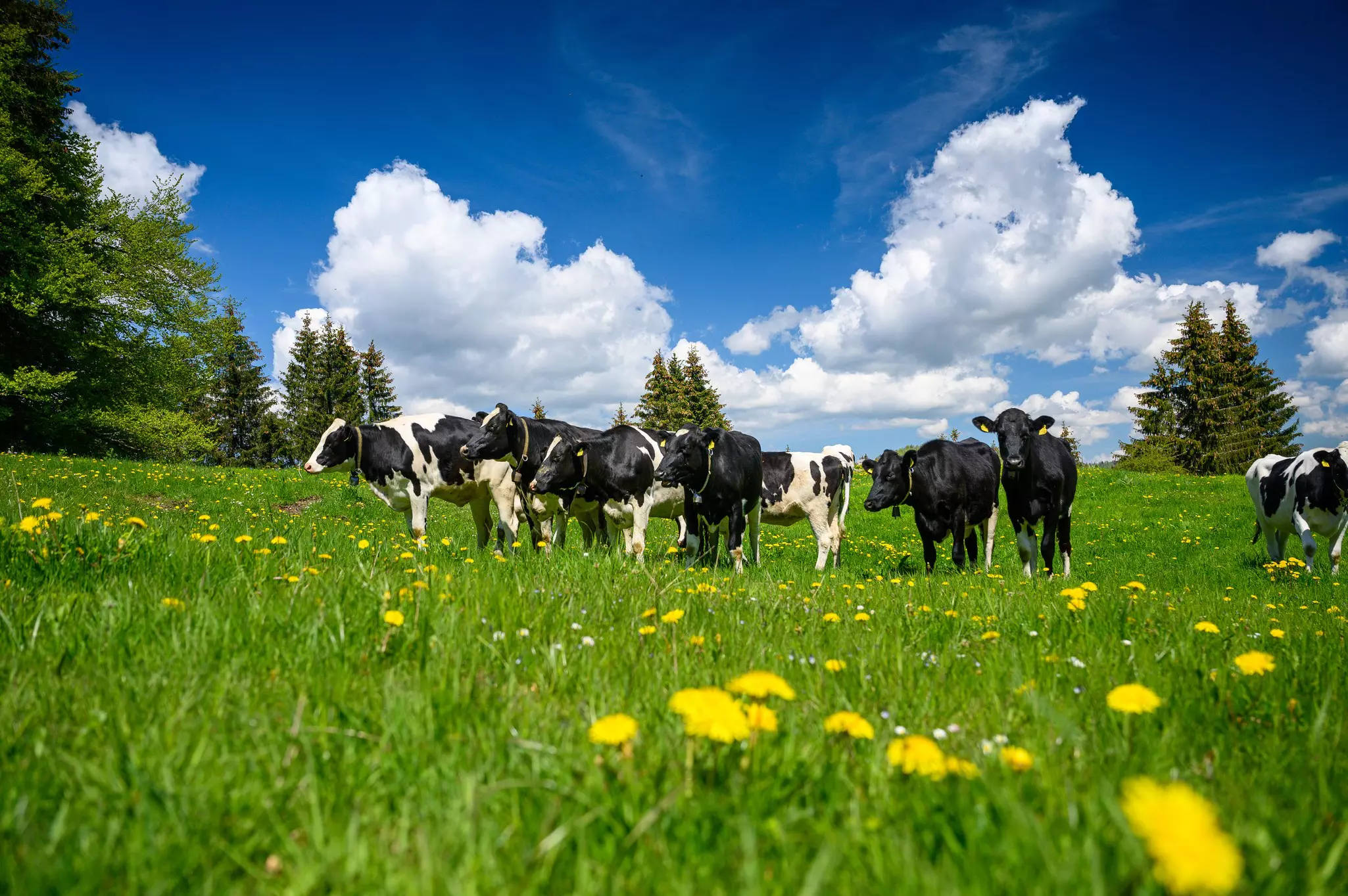 Cows stand in a field with yellow wildflowers in the foreground.