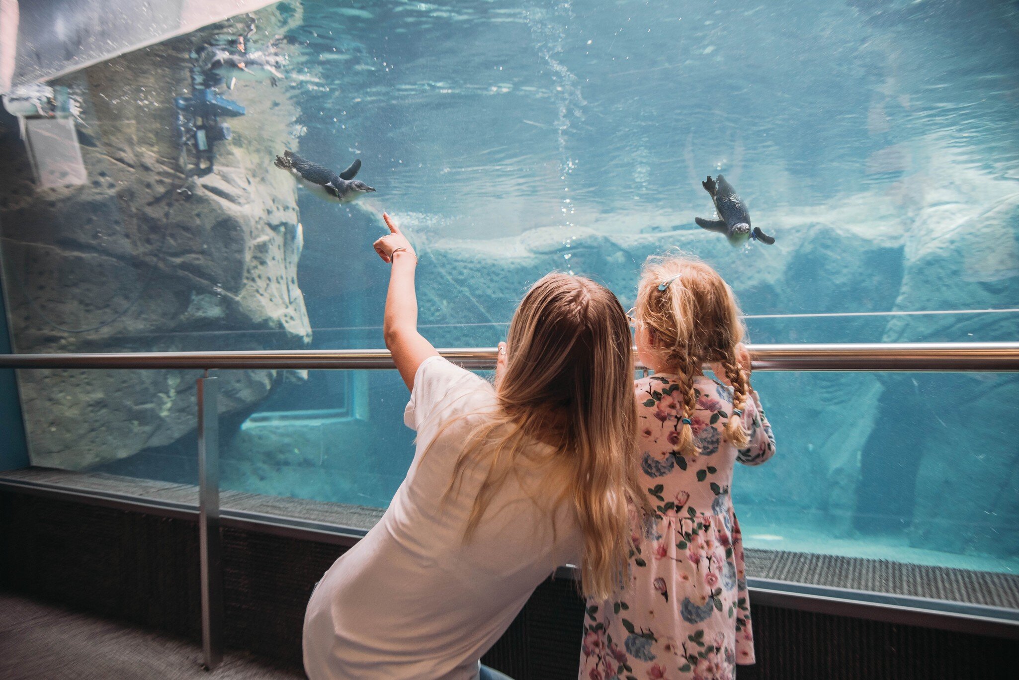 Two visitors watch as penguins swim in their enclosure at the International Antarctic Centre in Christchurch, New Zealand.