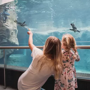 Two visitors watch as penguins swim in their enclosure at the International Antarctic Centre in Christchurch, New Zealand.