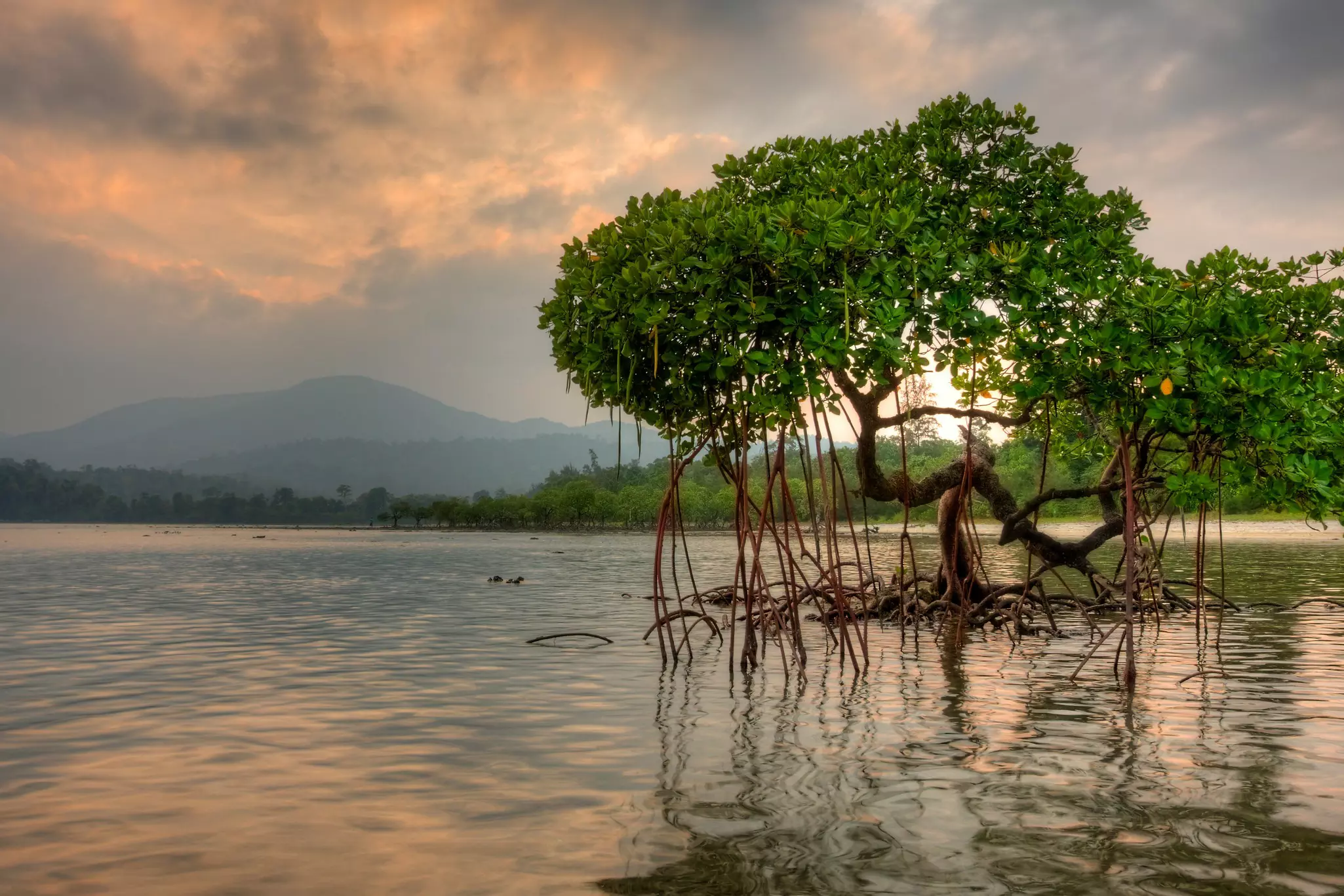 A view of mangroves in the Andaman Islands, India.