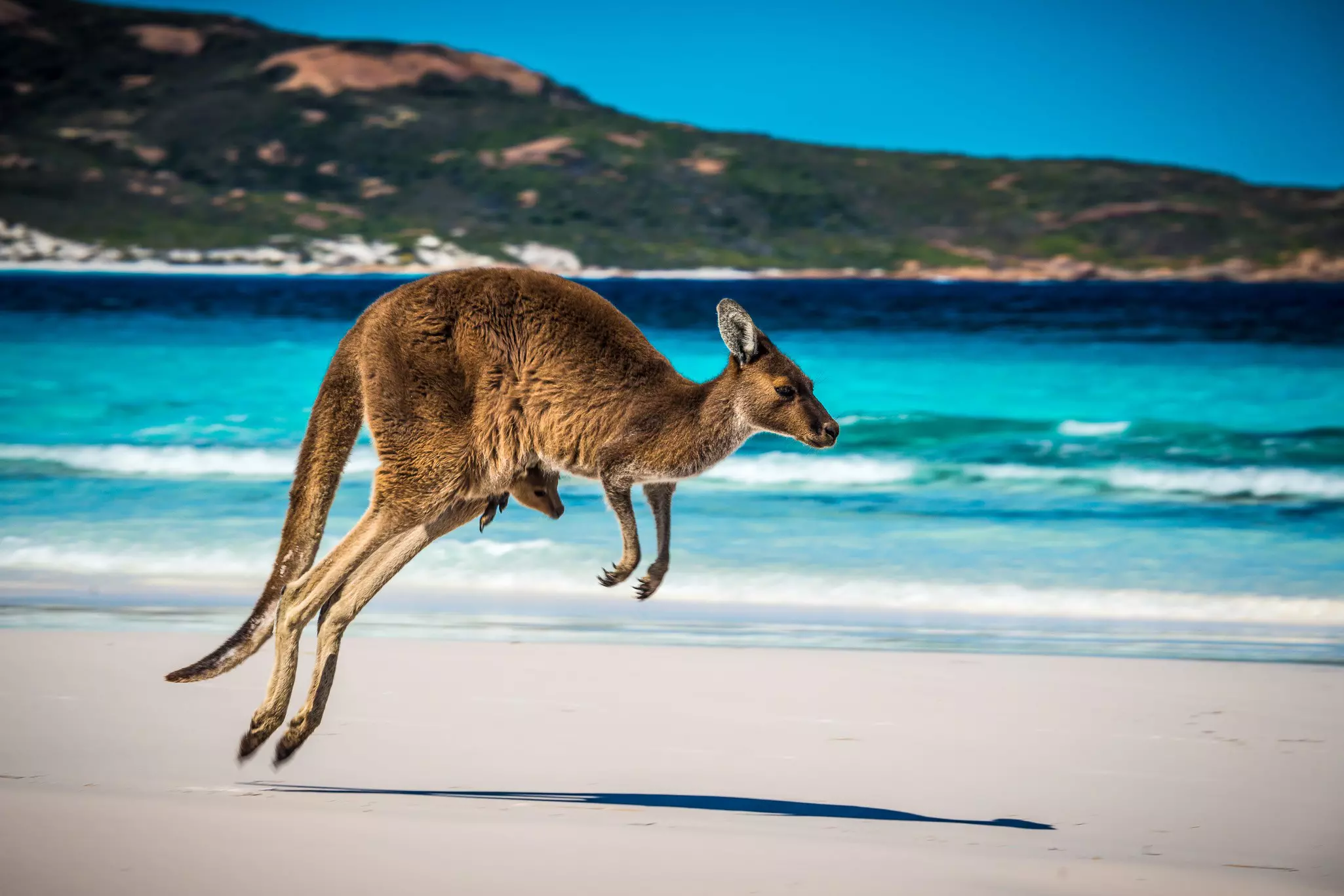 Expect to share the incredibly beautiful beach of Lucky Bay, near Esperance, with kangaroos © Jan Abadschieff / 500px