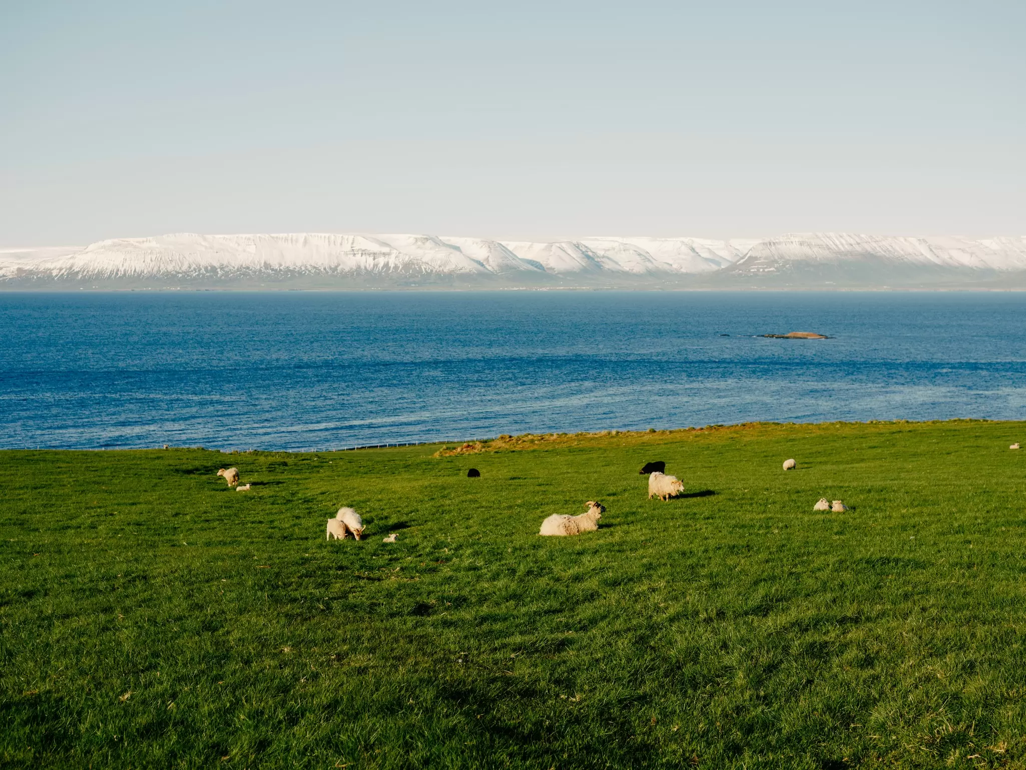 Sheep on green grass by a body of blue water across from snow-covered mountains.