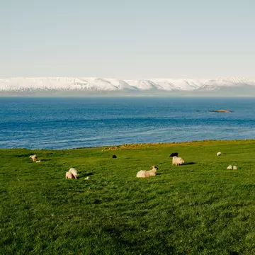 Sheep on green grass by a body of blue water across from snow-covered mountains.