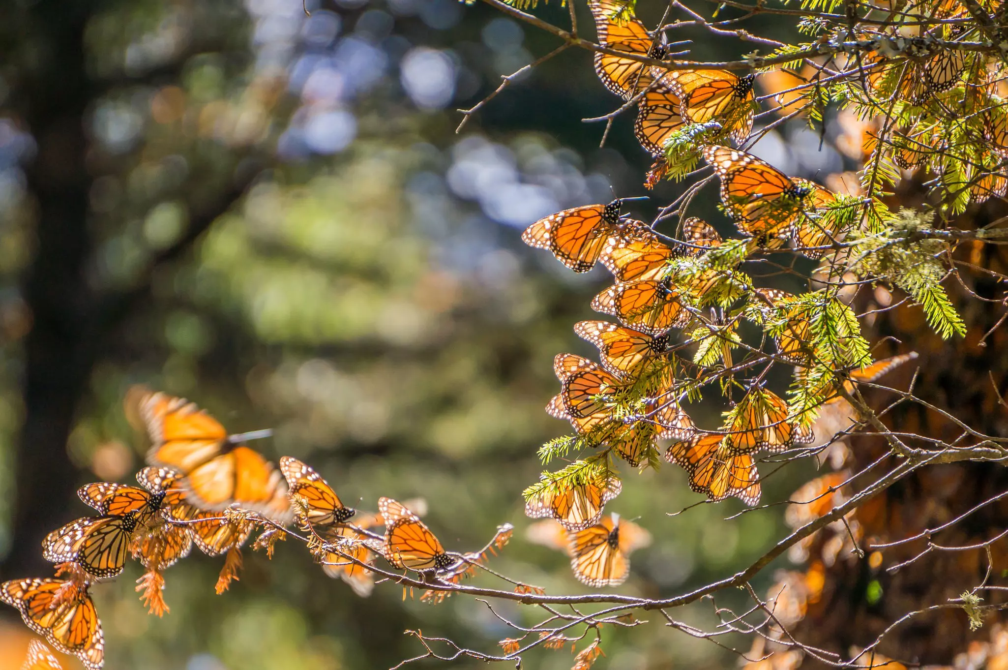 Monarch Butterflies on tree branch, Michoacan, Mexico
