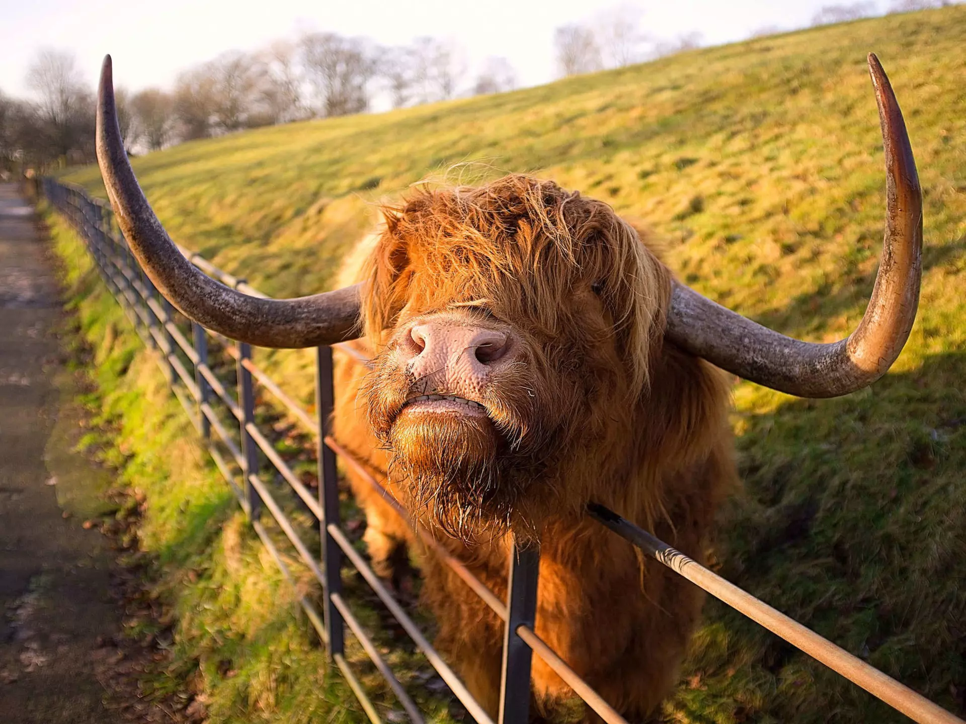 A wooly, horned highland cow in Heaton park, Manchester