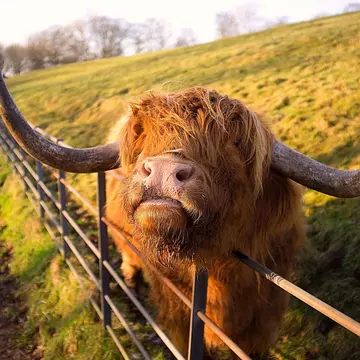 A wooly, horned highland cow in Heaton park, Manchester