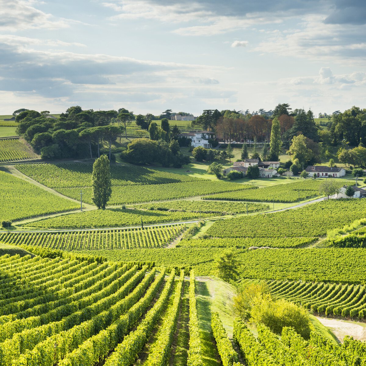 Vineyard in Bordeaux, France