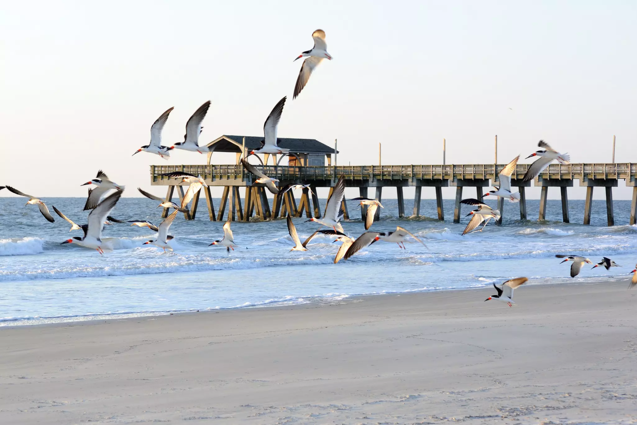 A flock of seabirds swoops over the sand. A pier is in the background.