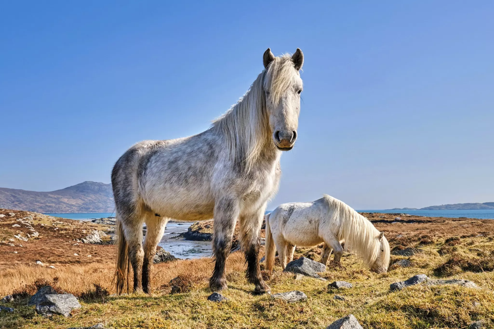 Eriskay ponies on the Isle of Eriskay, Scotland.