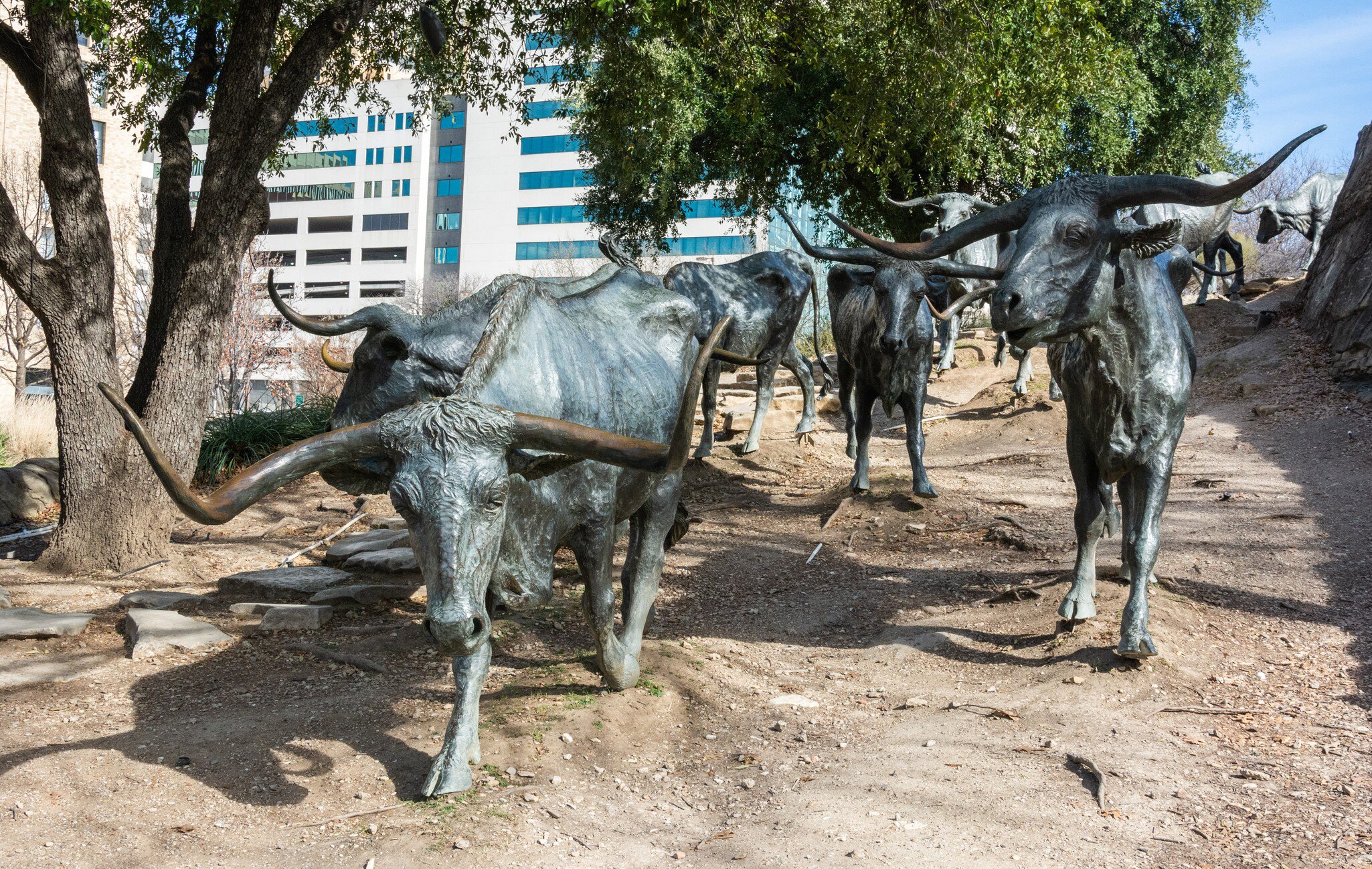 Dallas, Texas, United States of America - December 31, 2016. Texas longhorns forming a part of a huge bronze monument of 40  larger-than-life longhorns in Pioneer Plaza in Dallas, TX.   License Type: media  Download Time: 2021-07-18T21:45:51.000Z  User: AMccarthy_lonelyplanet  Is Editorial: Yes  purchase_order:   
