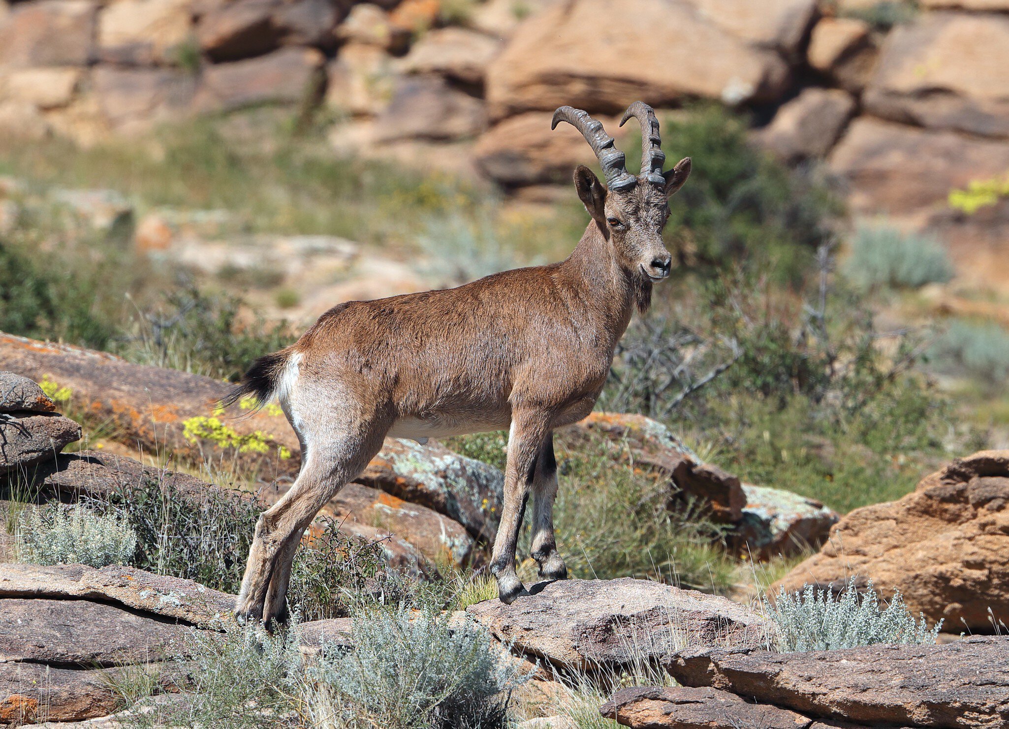 Siberian Ibex (Capra sibirica) at Ikh Nart Nature Reserve in Mongolia.; Shutterstock ID 1659526936; your: Barbara Di Castro; gl: 65050; netsuite: digital; full: poi