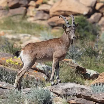 Siberian Ibex (Capra sibirica) at Ikh Nart Nature Reserve in Mongolia.; Shutterstock ID 1659526936; your: Barbara Di Castro; gl: 65050; netsuite: digital; full: poi