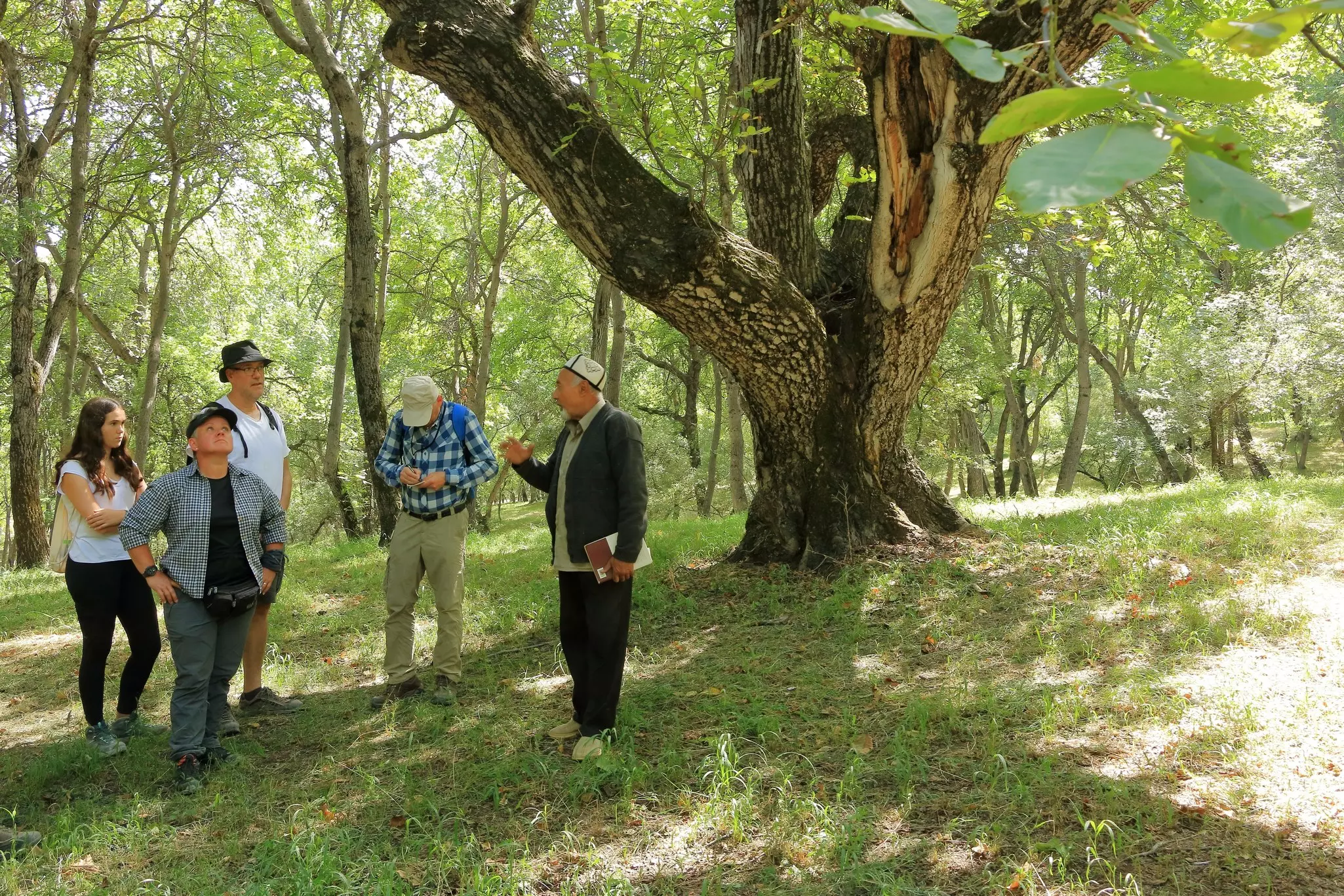 A guide walks hikers through a shady area in a walnut-tree forest.