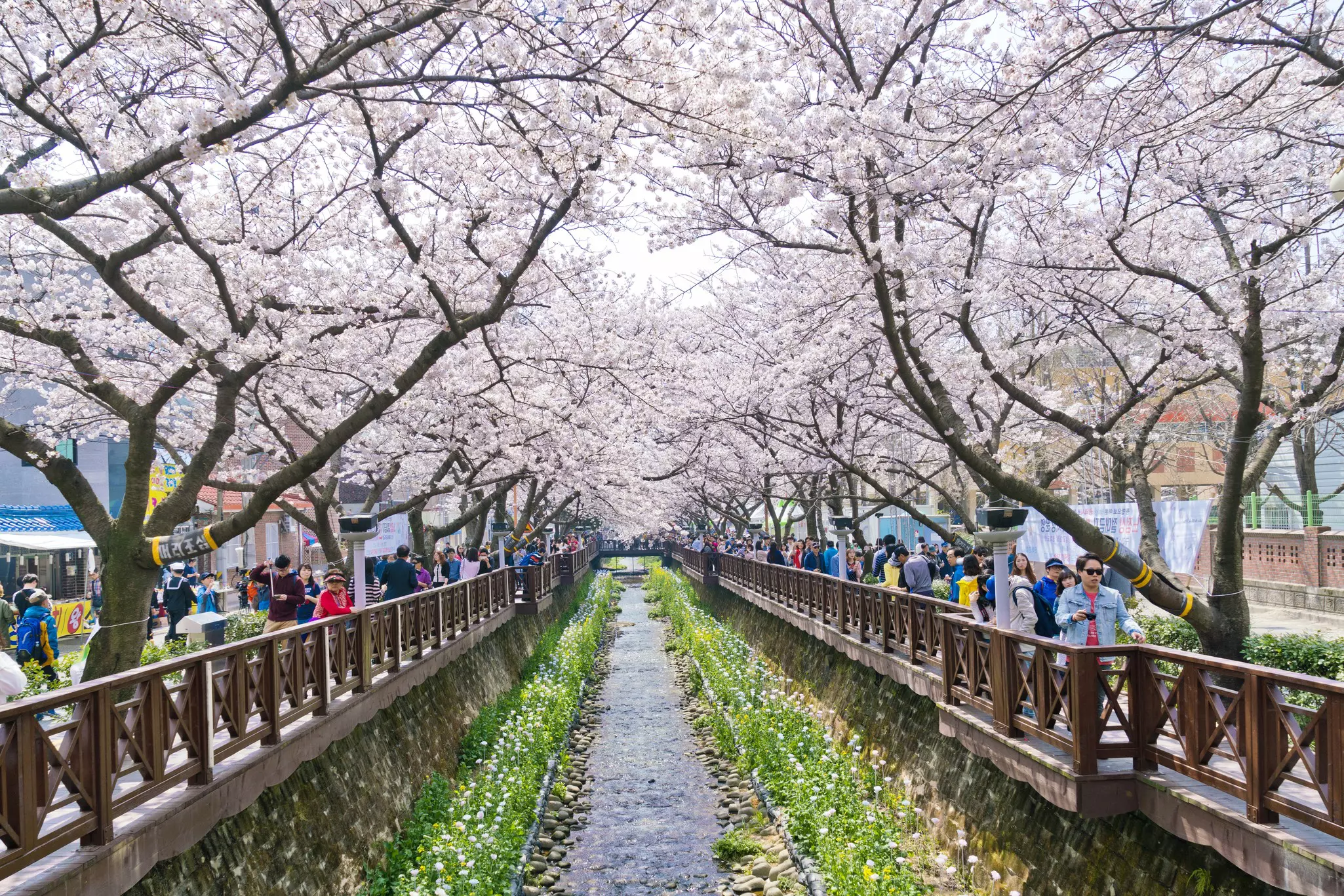Blooming cherry blossom trees line both sides of a canal with people walking under them