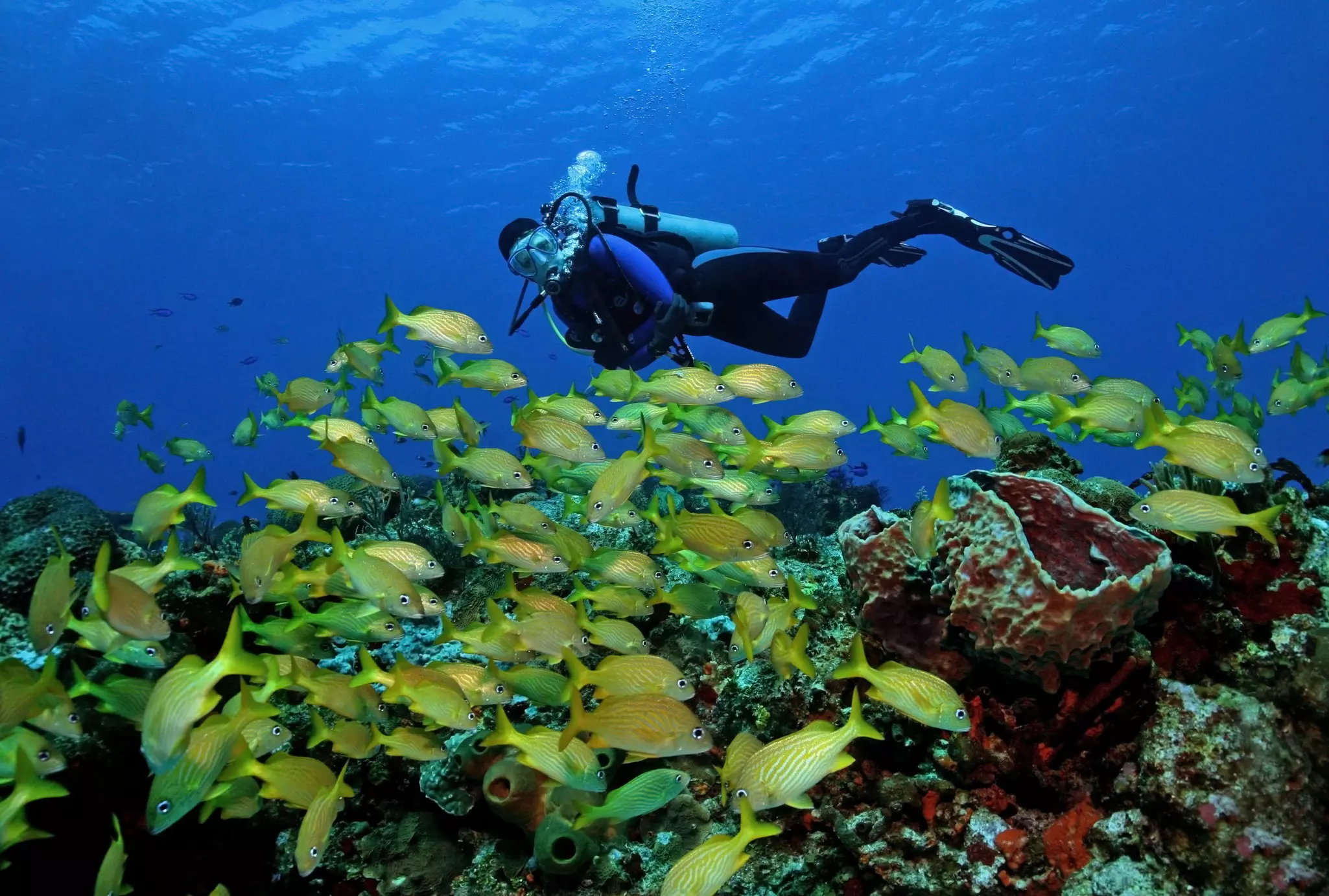 Scuba diver and school of small yellow fish near an underwater coral reef.