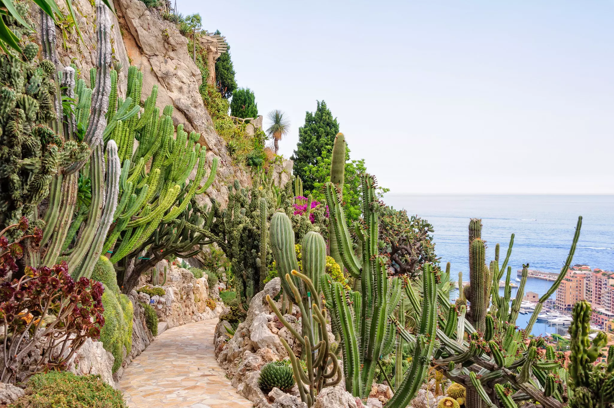 Cacti and other succulents on the cliff side of the Jardin Exotique overlooking the Mediterranean Sea in Monaco.