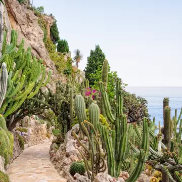 Cacti and other succulents on the cliff side of the Jardin Exotique overlooking the Mediterranean Sea - Monaco