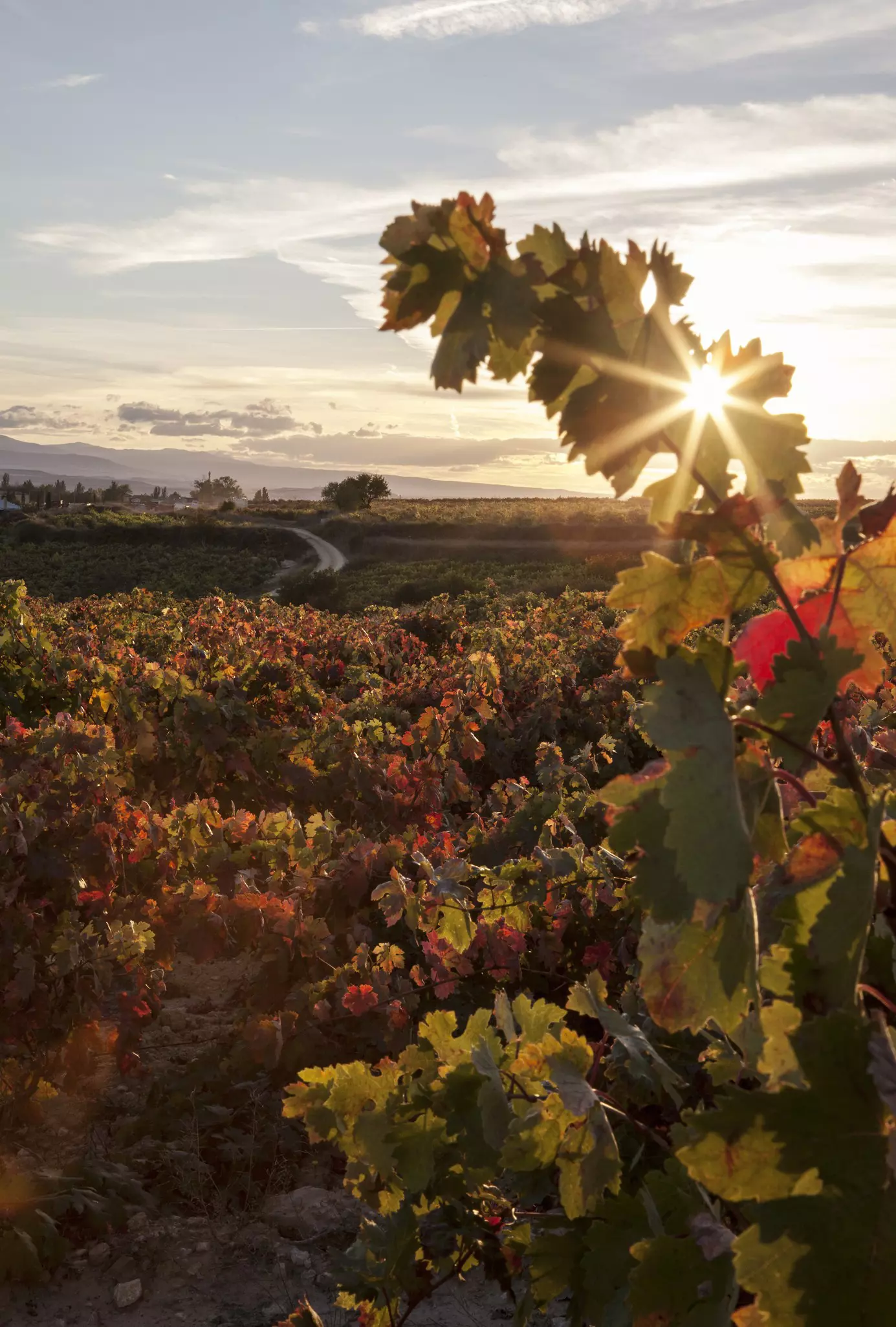 Vinyeards in the Roija grape region, Spain