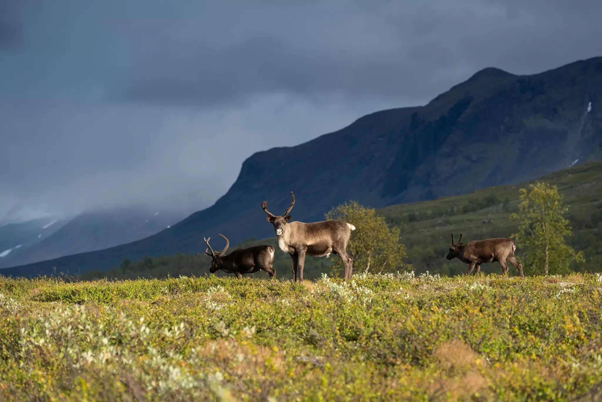 Reindeer, Padjelanta national park, Lapland, Sweden