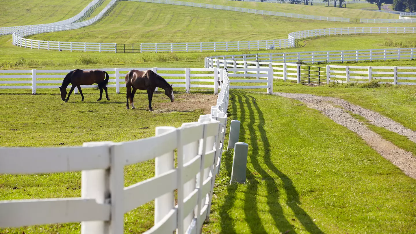 Horses grazing at a horse-farm near Lexington, Kentucky
