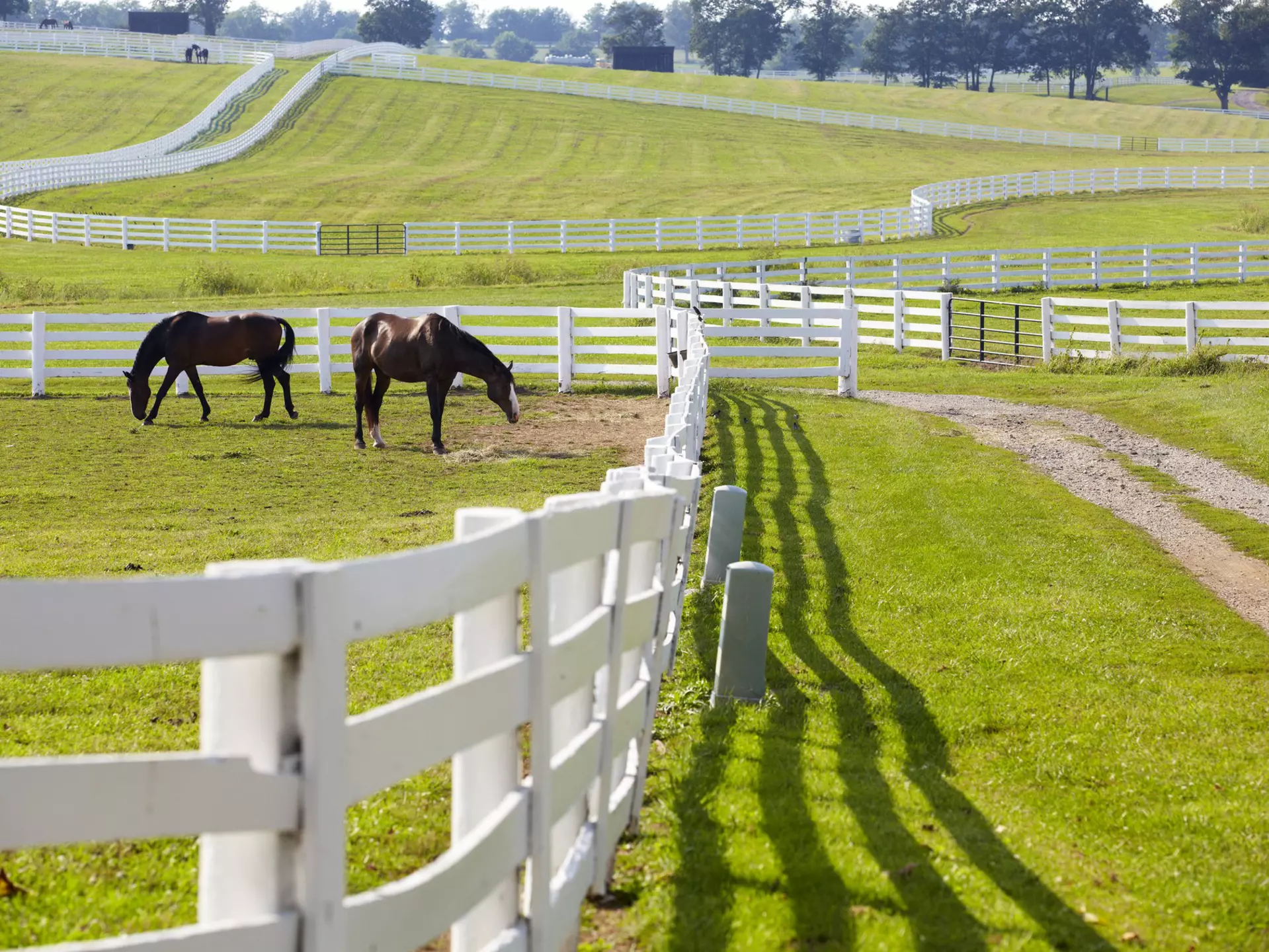 Horses grazing at a horse-farm near Lexington, Kentucky