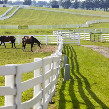 Horses grazing at a horse-farm near Lexington, Kentucky
