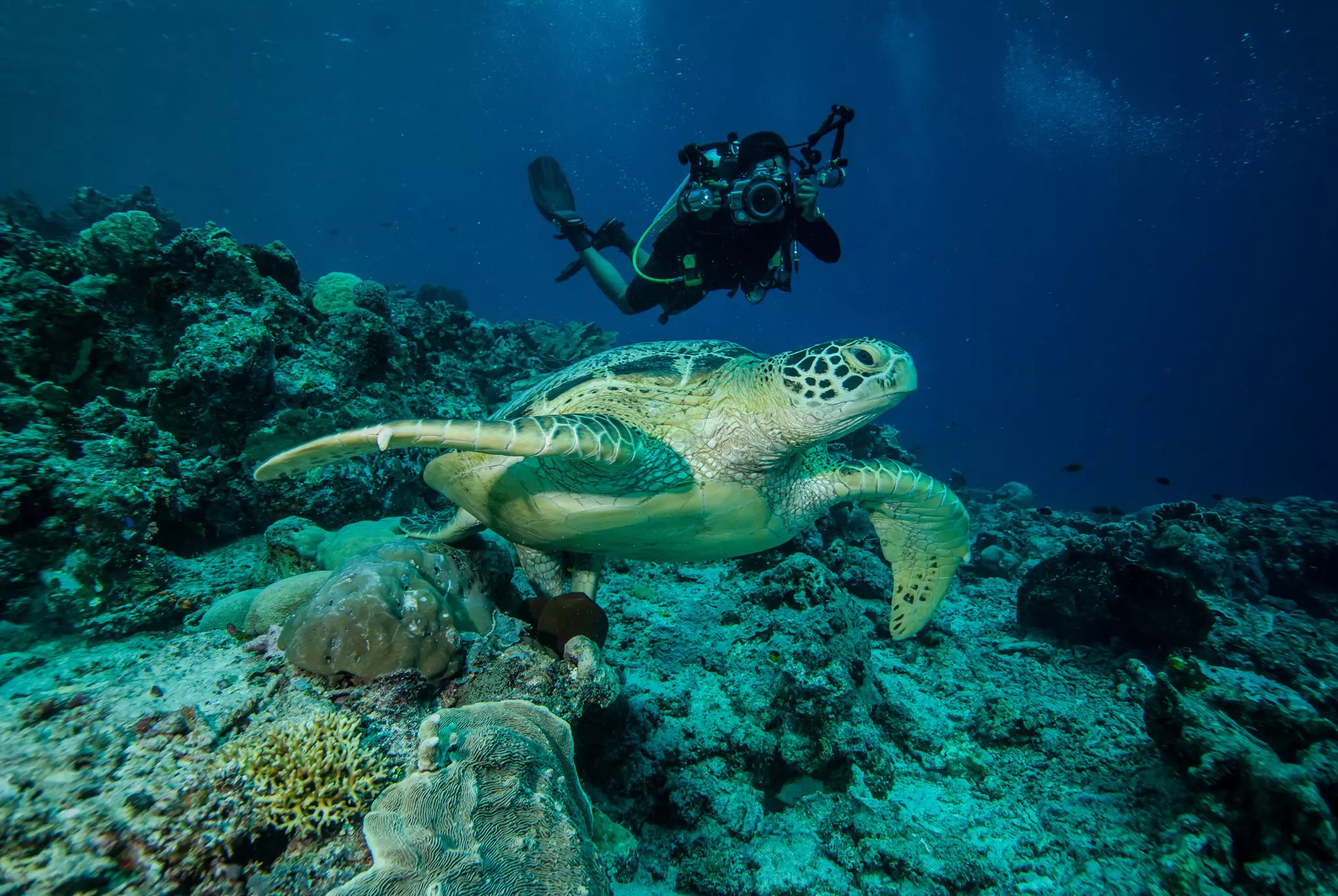 Diver and green sea turtle in the Derawan Archipelago, Kalimantan, Indonesia.